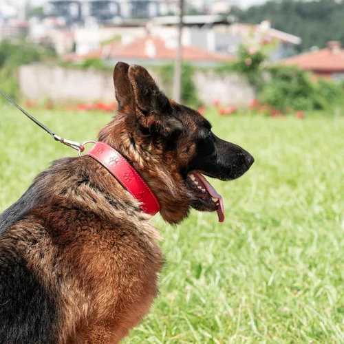 Miniatura 3 de Filbert Collar de cuero para perro, collar de cuero genuino para perros pequeños, estampado de patas en relieve con hebilla, grano completo curtido