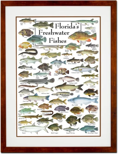 Miniatura 5 de Earth Sky + Water - Peces de agua dulce de la Florida - Póster Blanco