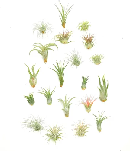 Shop Succulents | Colección variada | Variedad de especies, planta tropical de interior para decoración del hogar, terrarios DIY, paquete de 20
