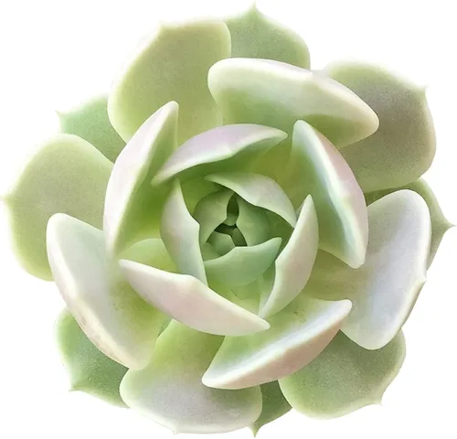 Echeveria Lola - Planta suculenta saludable Echeveria Live de fácil cuidado para interiores, totalmente arraigada en tamaños de 2/4/6 pulgadas