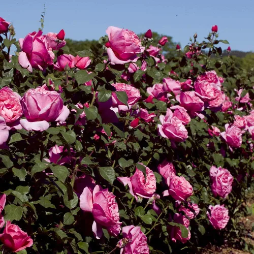 Miniatura 2 de Rosas de té híbridas de reliquia, planta de raíz propia viva para jardín al aire libre, Dee-Lish®, muy fragantes, zonas de rusticidad: 5-9