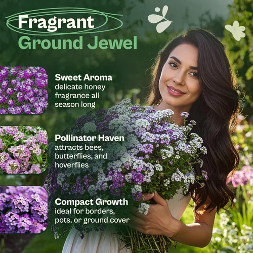Miniatura 3 de SVI 3000 semillas Royal Carpet Sweet Alyssum (Lobularia maritima) – Paquetes de semillas de flores de Alyssum Sweet Alyssum a granel, cobertura