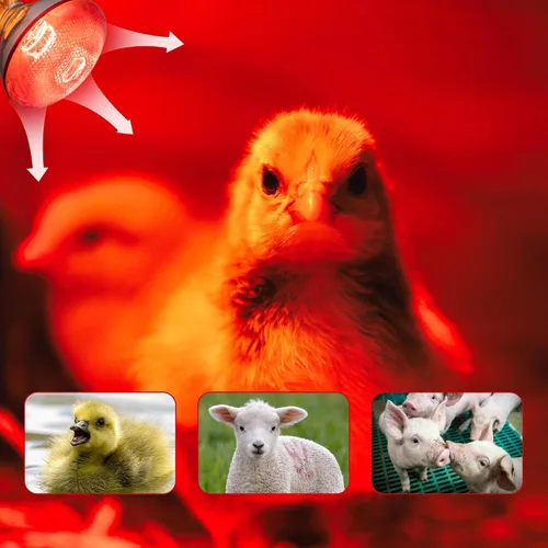 Miniatura 4 de Bombillas de calor de pollo de 250 W, lámpara de calor PAR38 para pollitos, bombilla de calor reflector infrarrojo para calentador de criadera