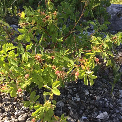 Miniatura 6 de Rosa mosqueta (Rosa canina) - Cultiva ahora o almacena para futuras plantaciones - Cápsula de 10 semillas