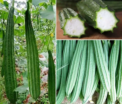Semillas de Luffa en ángulo largo, semillas de vegetales, comestibles, gordito, muelle, calabaza, esponja, 30 unidades, calabacín