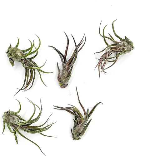 Miniatura 67 de ragnaroc Planta de Aire Viva – Tillandsia Capiput, Jumbo 6-9” - 2 unidades - Llegada Viva Garantizada - Plantas de Casa para Decoración del Hogar