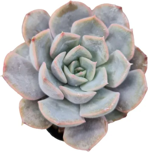 Miniatura 3 de Plantas suculentas vivas Echeveria Plantas (4 "Pot Lovely Rose)