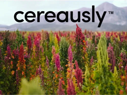 Miniatura 8 de CEREAUSLY Quinoa blanca orgánica – Quinoa real premium de Bolivia – Quinoa Kosher y sin OMG – Quinoa vegana y con cuota de gluten – 10 libras
