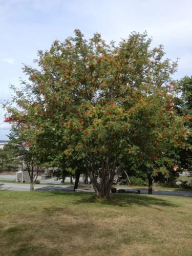 Miniatura 2 de Semillas de fresno de montaña para plantar (50 semillas) - Sorbus aucuparia