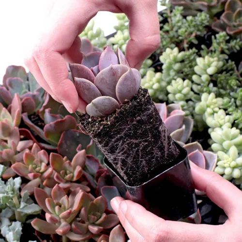 Miniatura 4 de Mountain Crest Gardens Nuthin' But Color - Paquete de 6 plantas vivas en macetas de 2 pulgadas, tonos brillantes y cálidos, suculentas reales