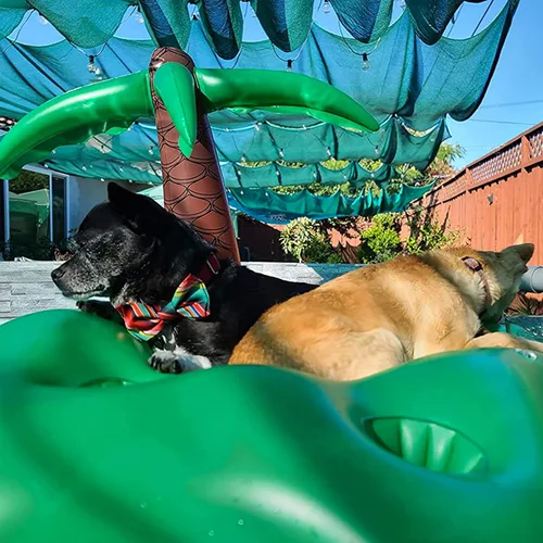 Miniatura 2 de Juego de flotadores de piscina para perros, balsa flotante para perros con cuenco plegable para perros, juguetes de agua flotantes no tóxicos