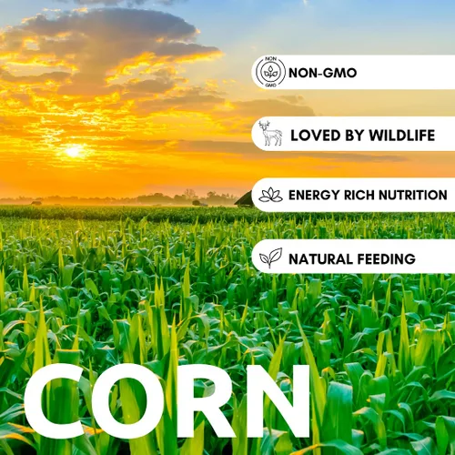 Miniatura 2 de 5 libras de maíz entero CZ Grain - Haz harina de maíz - Maíz amarillo cultivado en Iowa. Ideal para tortillas - ciervos, patos, pavo - Maíz Masa