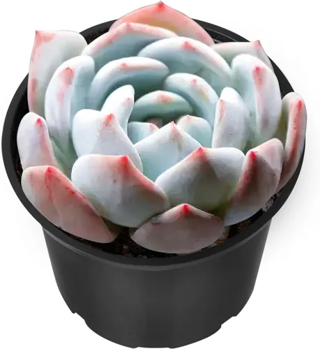 Miniatura 18 de Sprout N Green Echeveria 'Baekya', planta suculenta viva de 'White Night' totalmente enraizada en maceta de 2 pulgadas, decoración de boda