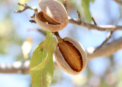 Miniatura 7 de Food to Live Almendras orgánicas de California, 8 onzas, sin OMG, enteras, sin sal, sin tostar, keto, nueces veganas a granel. Rico en vitamina E.