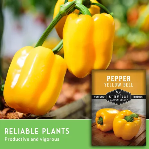 Miniatura 3 de Semillas de pimiento amarillo para plantar, pimientos dorados tradicionales para huertos domésticos, sin OMG, polinizado abierto, semillas de jardín