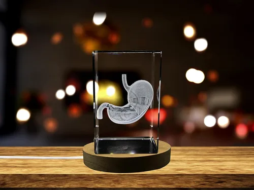 Miniatura 31 de Regalo para médicos 3D grabado en cristal recuerdo/regalo/decoración/(pequeño (3 x 2 x 2 pulgadas), arterias)