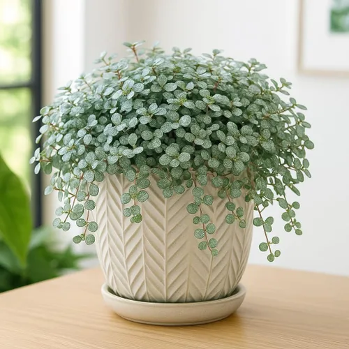 Silver Stunner Pilea (Pilea libanensis) en planta viva en maceta de 2 pulgadas, follaje pequeño y brillante para una fácil decoración de interiores