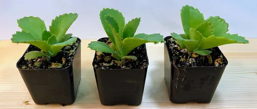 Miniatura 2 de Kalanchoe Diagremontiana - 3 sombreros mexicanos para madre de miles, planta suculenta viva en maceta de 2 pulgadas con tierra totalmente enraizada.