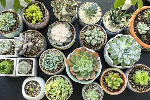 Miniatura 3 de Gardenera Mezcla de cultivo orgánica: desbloquea el potencial de tus plantas con este medio de siembra superior, 1 cuarto de galón