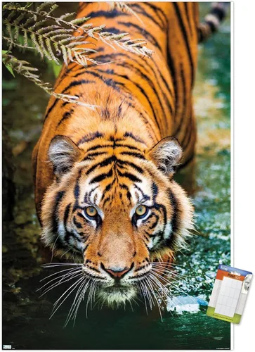 Miniatura 10 de Trends International Tiger - Póster de pared de agua, 14.725 x 22.375 pulgadas, versión enmarcada de madera de granero