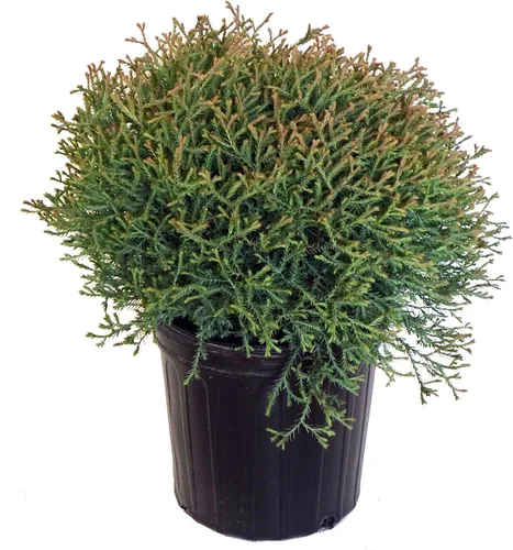Miniatura 12 de Planta viva Green Promise Farms, Thuja occidentalis 'Smargd' Emerald Green Arborvitae #3 Contenedor de tamaño Evergreen