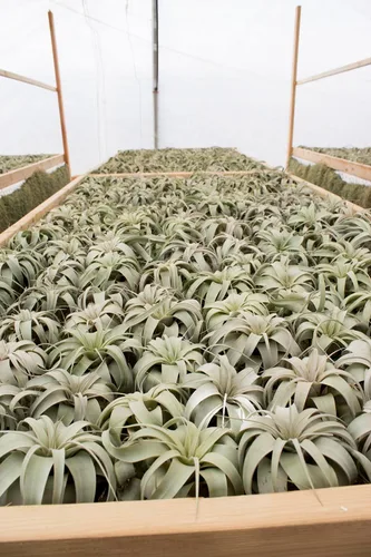Miniatura 3 de Garden in the City Planta de aire Tillandsia Xerographica 6 pulgadas de ancho, cultivada en invernadero, se envía desde California