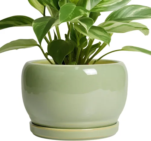 Miniatura 43 de SQOWL Macetas de cerámica – Maceta de 6 pulgadas con orificio de drenaje y bandeja, maceta redonda para plantas de interior, maceta decorativa