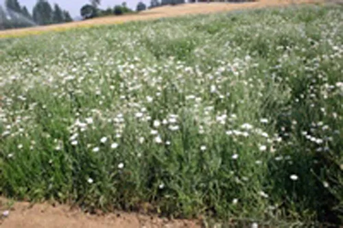 Miniatura 3 de Botón de soltero, semillas blancas altas, 500 semillas, hermosas flores de color blanco.