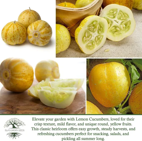 Miniatura 6 de Semillas de pepino de limón para plantar: más de 125 semillas sin OMG y reliquias, pepino amarillo redondo único, sabor crujiente y suave, por