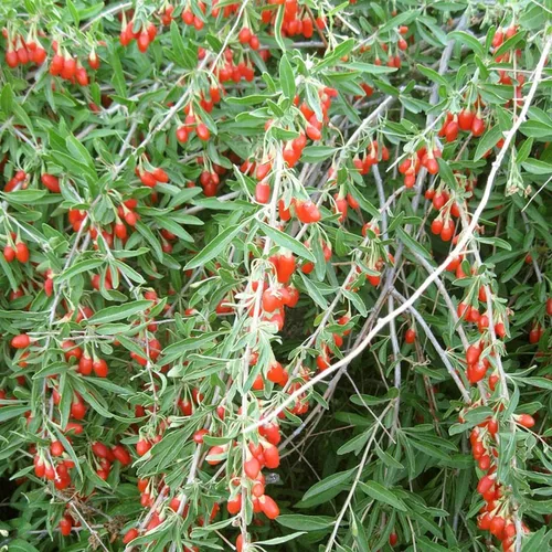 Miniatura 3 de Goji Berry 50 Semillas – Lycium Chinense/Lycium Barbarum, planta de Wolfberry china, súper fruta perenne sin OMG, semillas de bayas de Goji fáciles