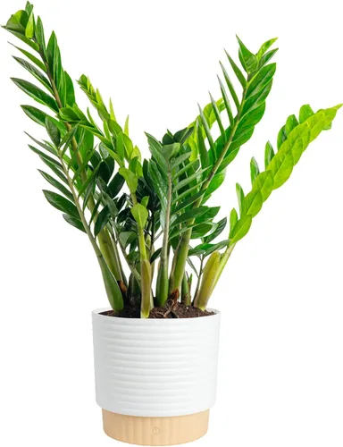 Miniatura 10 de Costa Farms ZZ Planta viva en maceta decorativa, fácil de mantener, planta de interior purificadora de aire, perfecta para decoración del hogar