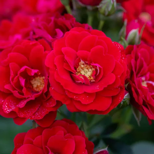 Miniatura 9 de Rosas trepadoras tradicionales, planta de raíz viva para jardín al aire libre, Arborose® Florentina, moderadamente fragante, zonas de rusticidad