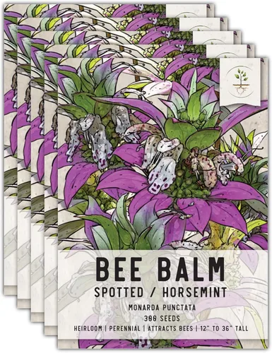 Miniatura 13 de Seed Needs Semillas de bálsamo de abeja para plantar bergamota silvestre, reliquia y flores perennes de polinización abierta para cultivar un jardín