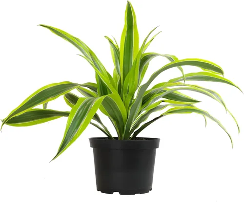 Miniatura 2 de Dragon Tree - Maceta fácil de 6 pulgadas, plantas reales para decoración de sala de estar, planta de oficina, plantas de casa con poca luz, plantas