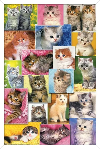Miniatura 14 de Trends International Keith Kimberlin - Póster de pared de collage de gatitos, 14.725 x 22.375 pulgadas, versión enmarcada de madera de granero
