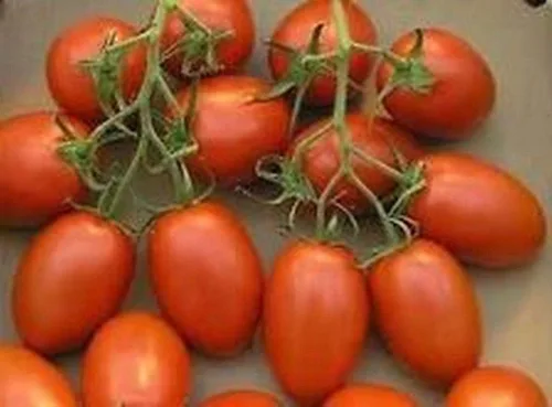 Miniatura 4 de Grappoli Corbarino Grape Tomate - Tomate de la antigua Italia!!!(10 - Semillas)