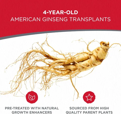 Miniatura 2 de Raíces de trasplante de ginseng americano 4 años (calidad premium, plantas productoras de semillas) (5)