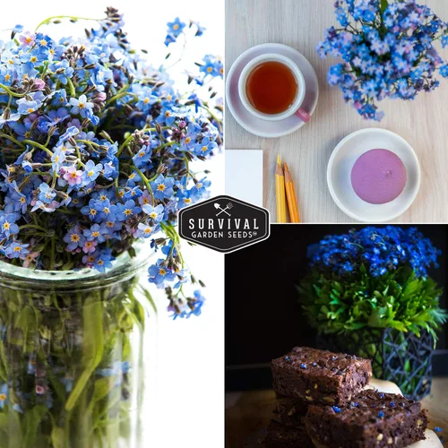 Miniatura 5 de Survival Garden Seeds Paquete de 1 semilla Forget Me Not para plantar con instrucciones para cultivar pequeñas flores azules en tu jardín
