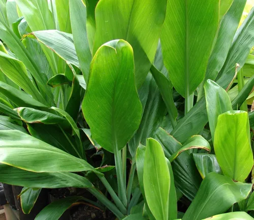 Planta tropical hawaiana Ti Cordyline fruticosa troncos 1 paquete 2 troncos