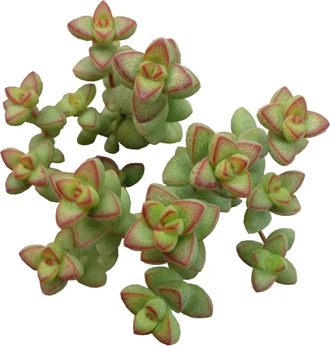 Miniatura 13 de Caja de suculentas Colección única de suculentas de Crassula vivas, fáciles de cultivar, planta de interior para el hogar, totalmente enraizadas