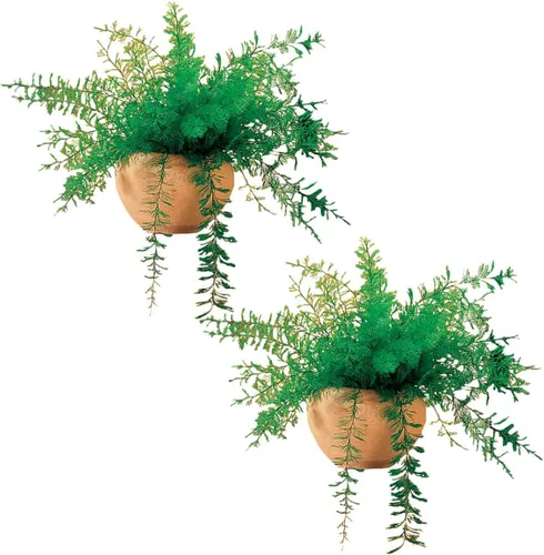 Mysterious Air Fern, juego de 2 – Planta de interior libre de agua y tierra