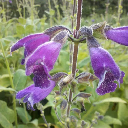 Miniatura 2 de Semillas de salvia roja Danshen (Salvia miltiorrhiza) Paquete de 10 semillas