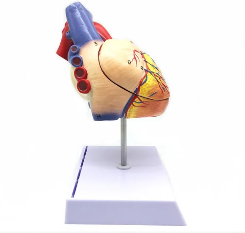 Miniatura 5 de XINDAM Modelo anatómico de corazón humano ampliado 2X, modelo anatómicamente preciso de corazón, anatomía de esqueleto humano para ciencias, aula