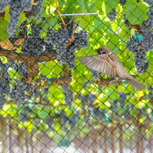 Miniatura 3 de OGORI Red para pájaros de 25 x 50 pies, malla de nailon resistente de 3/4 pulgadas para jardín, protege árboles frutales, plantas y verduras