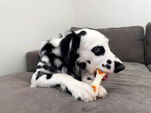Miniatura 6 de Nylabone Rellén de Juguetes con Golosinas Pop-in, Golosinas para Perros Completamente Naturales para Juguetes Dispensadores de Golosinas, Sabor