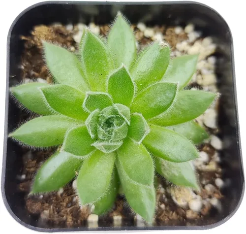 Miniatura 2 de Sempervivum Spring Beauty (2 pulgadas) - Planta suculenta saludable Sempervivum Live de fácil cuidado para interiores