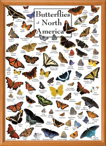 Miniatura 5 de MasterPieces Rompecabezas de 1000 piezas para adultos, familia o jóvenes, mariposas de América del Norte, 19.25 x 26.75 pulgadas
