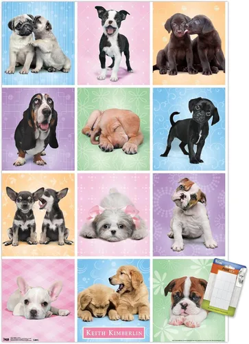 Miniatura 11 de Trends International Póster de pared Puppies Cuties, 22.375 x 34 Versión con marco negro