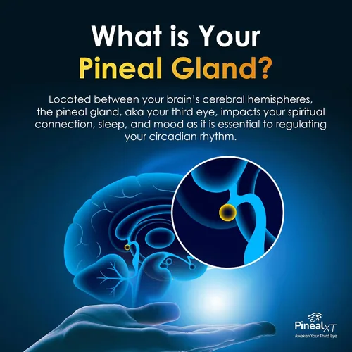 Miniatura 4 de Pineal XT Gold - Suplemento de glándula pineal - Despertar del tercer ojo - Suplemento de enfoque y memoria para el cerebro - 7 ingredientes
