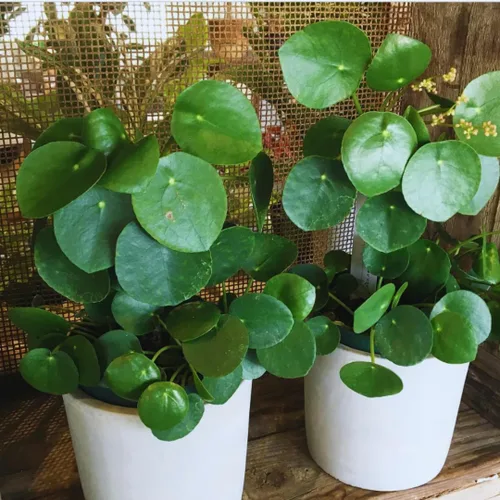 Miniatura 5 de 2 plantas de árbol de dinero viven en interiores, planta Pilea Peperomioides viva, de 4 a 6 pulgadas de alto, planta de interior viva para plantar